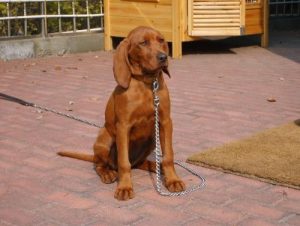 比利时寻血猎犬(比利时寻血猎犬价格)-警犬训练器材厂家 _警犬训练用品_工作犬训练用品-南京开久警犬装备