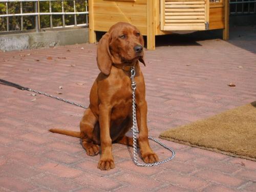 比利时寻血猎犬(比利时寻血猎犬价格) - 警犬训练器材厂家 _警犬训练用品_工作犬训练用品-南京开久警犬装备-警犬训练器材厂家 _警犬训练用品_工作犬训练用品-南京开久警犬装备