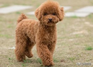 宠物犬种类及价格(宠物犬种类排名)-警犬训练器材厂家 _警犬训练用品_工作犬训练用品-南京开久警犬装备