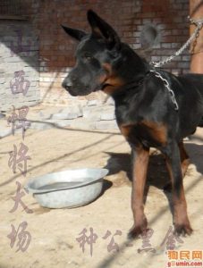 苏联红大型犬(苏联红是大型犬吗)-警犬训练器材厂家 _警犬训练用品_工作犬训练用品-南京开久警犬装备