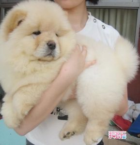 松狮纯种幼犬(纯种松狮幼犬多少钱一只)-警犬训练器材厂家 _警犬训练用品_工作犬训练用品-南京开久警犬装备