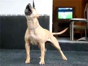 急 *** 特犬  中国有比特犬卖吗-警犬训练器材厂家 _警犬训练用品_工作犬训练用品-南京开久警犬装备