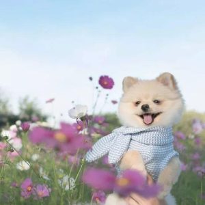 洋气的狗名字叫什么(洋气黄叫什么名字)-警犬训练器材厂家 _警犬训练用品_工作犬训练用品-南京开久警犬装备