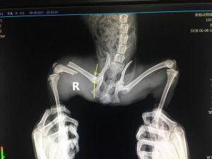 宠物店买泰迪狗价格表，宠物市场泰迪的价格-警犬训练器材厂家 _警犬训练用品_工作犬训练用品-南京开久警犬装备