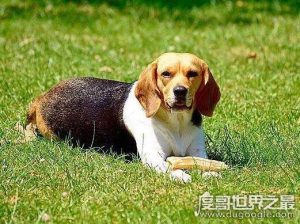 世界最受欢迎犬种排行(世界十大受欢迎犬种)-警犬训练器材厂家 _警犬训练用品_工作犬训练用品-南京开久警犬装备