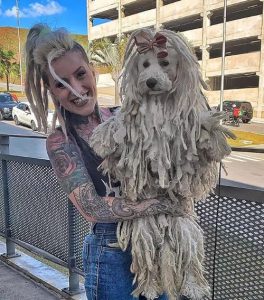 波利犬多少钱一只-警犬训练器材厂家 _警犬训练用品_工作犬训练用品-南京开久警犬装备