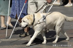 聪明的狗狗(世界上最聪明的狗是什么狗)-警犬训练器材厂家 _警犬训练用品_工作犬训练用品-南京开久警犬装备