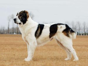 世界名犬(世界名犬排名前100图及名称)-警犬训练器材厂家 _警犬训练用品_工作犬训练用品-南京开久警犬装备