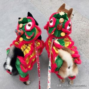 狗狗吃庆大霉素的作用与功效(狗狗细小吃庆大霉素的作用)-警犬训练器材厂家 _警犬训练用品_工作犬训练用品-南京开久警犬装备