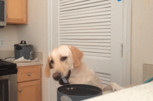 拉布拉多犬(拉布拉多犬的优缺点)-警犬训练器材厂家 _警犬训练用品_工作犬训练用品-南京开久警犬装备