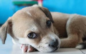 狗瘟狗狗死之前的症状萌宠-警犬训练器材厂家 _警犬训练用品_工作犬训练用品-南京开久警犬装备