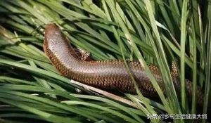 最搞笑的狗名字萌宠(既搞笑又土气的狗名字)-警犬训练器材厂家 _警犬训练用品_工作犬训练用品-南京开久警犬装备