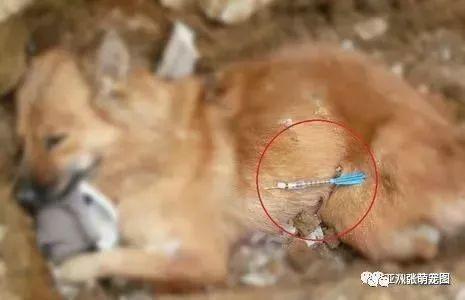 狗被打毒针后还能活多久 - 警犬训练器材厂家 _警犬训练用品_工作犬训练用品-南京开久警犬装备-警犬训练器材厂家 _警犬训练用品_工作犬训练用品-南京开久警犬装备