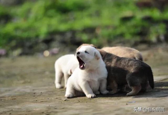 土狗张什么样子萌宠？土狗好看的有什么样子的 - 警犬训练器材厂家 _警犬训练用品_工作犬训练用品-南京开久警犬装备-警犬训练器材厂家 _警犬训练用品_工作犬训练用品-南京开久警犬装备