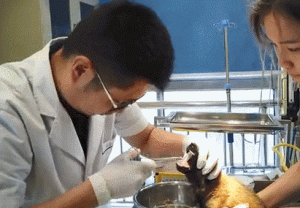 狗卡住喉咙的处理办法(小狗吃东西卡喉咙了怎么办)-警犬训练器材厂家 _警犬训练用品_工作犬训练用品-南京开久警犬装备