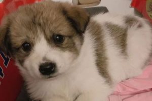 狗狗感冒症状mdash【宠物圈】-警犬训练器材厂家 _警犬训练用品_工作犬训练用品-南京开久警犬装备