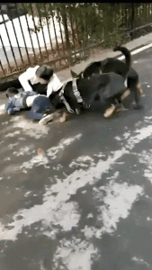 佛山的名犬基地怎么样？上海榛果名犬基地怎么样-警犬训练器材厂家 _警犬训练用品_工作犬训练用品-南京开久警犬装备