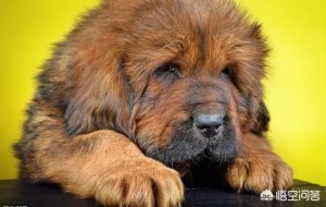 马士提夫獒犬优缺点有哪些(马士提夫獒犬的优缺点)-警犬训练器材厂家 _警犬训练用品_工作犬训练用品-南京开久警犬装备