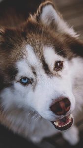 哈士奇狗(哈士奇狗粮品牌排行榜)-警犬训练器材厂家 _警犬训练用品_工作犬训练用品-南京开久警犬装备