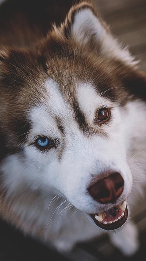 哈士奇狗(哈士奇狗粮品牌排行榜) - 警犬训练器材厂家 _警犬训练用品_工作犬训练用品-南京开久警犬装备-警犬训练器材厂家 _警犬训练用品_工作犬训练用品-南京开久警犬装备
