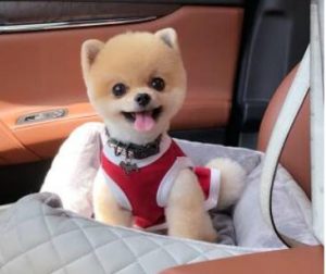 杯子犬一般多少钱一只_一只茶杯犬多少钱-警犬训练器材厂家 _警犬训练用品_工作犬训练用品-南京开久警犬装备