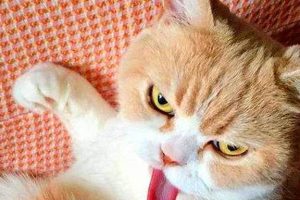 猫咪得狂犬的症状(猫咪打狂犬之后的症状)-警犬训练器材厂家 _警犬训练用品_工作犬训练用品-南京开久警犬装备