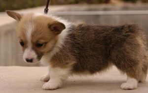 小狗小狗(小狗小狗怎么叫)-警犬训练器材厂家 _警犬训练用品_工作犬训练用品-南京开久警犬装备