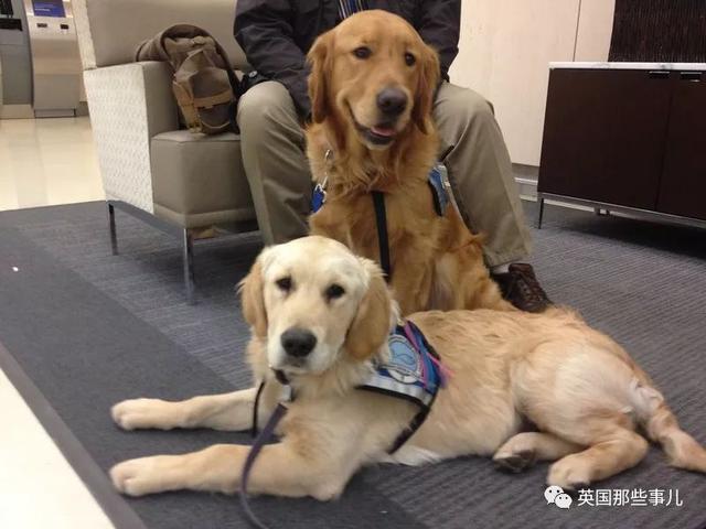 拉斯维加斯犬(拉斯维加斯犬性格) - 警犬训练器材厂家 _警犬训练用品_工作犬训练用品-南京开久警犬装备-警犬训练器材厂家 _警犬训练用品_工作犬训练用品-南京开久警犬装备