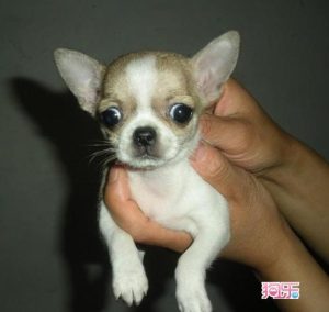 约克夏梗犬体型比吉娃娃还小-警犬训练器材厂家 _警犬训练用品_工作犬训练用品-南京开久警犬装备