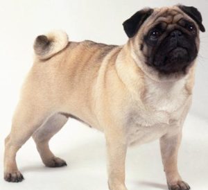 巴哥犬褶皱处溃烂(巴哥犬鼻子褶皱里溃烂)-警犬训练器材厂家 _警犬训练用品_工作犬训练用品-南京开久警犬装备