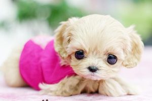 袖珍犬多少钱一只(袖珍马多少钱一只)-警犬训练器材厂家 _警犬训练用品_工作犬训练用品-南京开久警犬装备