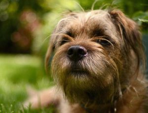 边境梗幼犬出售(边境梗幼犬 *** )-警犬训练器材厂家 _警犬训练用品_工作犬训练用品-南京开久警犬装备