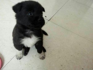 黑白的土狗长大是什么颜色(黑白土狗是什么品种 *** )-警犬训练器材厂家 _警犬训练用品_工作犬训练用品-南京开久警犬装备