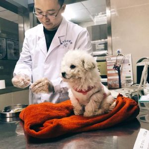 狗检查出犬瘟能治好吗-警犬训练器材厂家 _警犬训练用品_工作犬训练用品-南京开久警犬装备