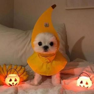 会笑的狗叫什么名字( *** 会笑的狗叫什么名字)-警犬训练器材厂家 _警犬训练用品_工作犬训练用品-南京开久警犬装备