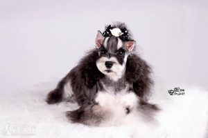 狗狗美容师要多少钱学萌宠-警犬训练器材厂家 _警犬训练用品_工作犬训练用品-南京开久警犬装备