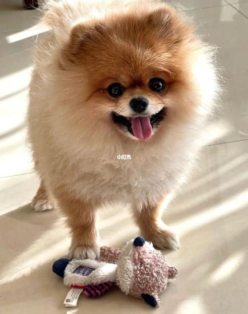 博美犬一般多少元一只博美犬价格多少钱 - 警犬训练器材厂家 _警犬训练用品_工作犬训练用品-南京开久警犬装备-警犬训练器材厂家 _警犬训练用品_工作犬训练用品-南京开久警犬装备