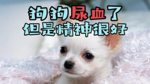 狗狗膀胱炎尿血怎么办？膀胱炎尿血严重怎么办-警犬训练器材厂家 _警犬训练用品_工作犬训练用品-南京开久警犬装备