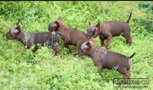 川东猎犬论坛(川东猎犬出售600元)-警犬训练器材厂家 _警犬训练用品_工作犬训练用品-南京开久警犬装备