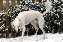 萨路基赛犬(萨路基犬纪录片)-警犬训练器材厂家 _警犬训练用品_工作犬训练用品-南京开久警犬装备