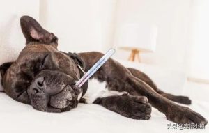 狗狗发热有什么症状(狗狗发热感冒什么症状)-警犬训练器材厂家 _警犬训练用品_工作犬训练用品-南京开久警犬装备