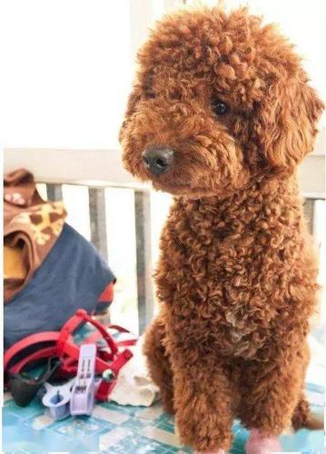 泰迪狗的性格与特点(泰迪狗的性格与特点的短文) - 警犬训练器材厂家 _警犬训练用品_工作犬训练用品-南京开久警犬装备-警犬训练器材厂家 _警犬训练用品_工作犬训练用品-南京开久警犬装备