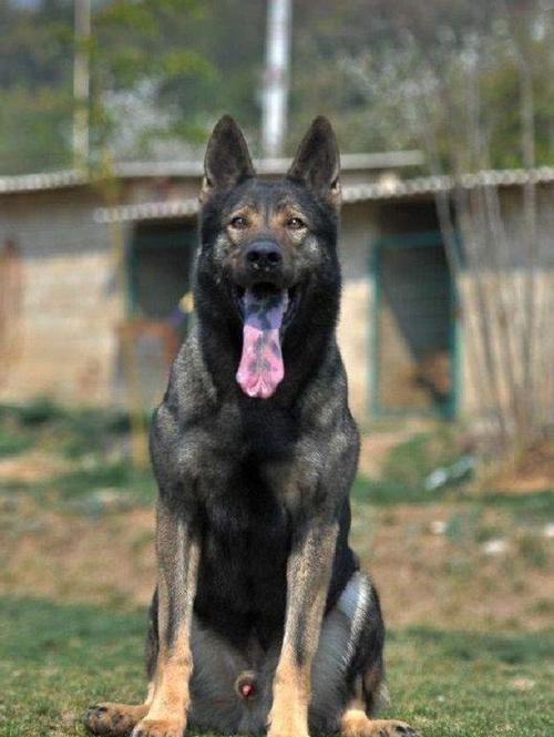 昆明犬厉害吗？昆明犬和狼哪个厉害 - 警犬训练器材厂家 _警犬训练用品_工作犬训练用品-南京开久警犬装备-警犬训练器材厂家 _警犬训练用品_工作犬训练用品-南京开久警犬装备