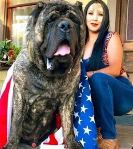 纽波利顿獒犬是哪国的问答-警犬训练器材厂家 _警犬训练用品_工作犬训练用品-南京开久警犬装备