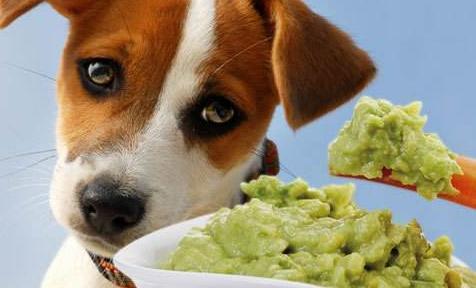 狗狗乱吃东西卡住了怎么办(狗狗吃东西卡住了有什么表现) - 警犬训练器材厂家 _警犬训练用品_工作犬训练用品-南京开久警犬装备-警犬训练器材厂家 _警犬训练用品_工作犬训练用品-南京开久警犬装备