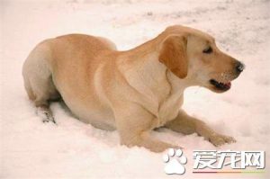 金毛寻回犬好养吗萌宠(金毛寻回犬怎么养)-警犬训练器材厂家 _警犬训练用品_工作犬训练用品-南京开久警犬装备