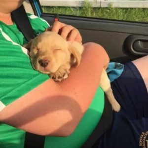 七里渠犬类留检所官网(七里渠犬类留检所地址)-警犬训练器材厂家 _警犬训练用品_工作犬训练用品-南京开久警犬装备