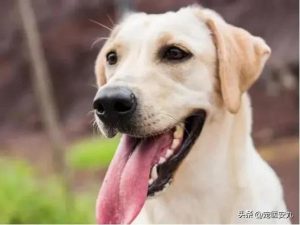 女生养宠物狗禁忌(女生养宠物狗好吗)-警犬训练器材厂家 _警犬训练用品_工作犬训练用品-南京开久警犬装备