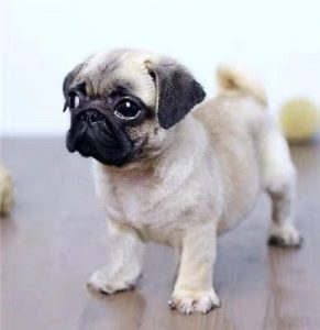 短毛小型犬(最聪明的短毛小型犬)-警犬训练器材厂家 _警犬训练用品_工作犬训练用品-南京开久警犬装备