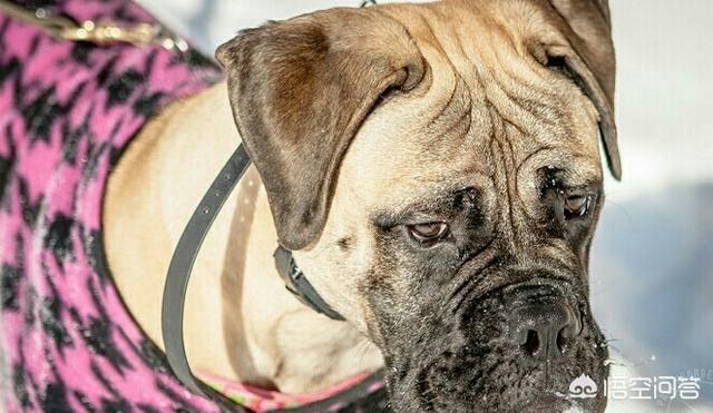 坎高犬寿命(坎高犬的缺点) - 警犬训练器材厂家 _警犬训练用品_工作犬训练用品-南京开久警犬装备-警犬训练器材厂家 _警犬训练用品_工作犬训练用品-南京开久警犬装备